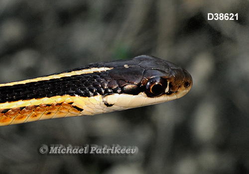 Northern Ribbon Snake (Thamnophis sauritus septentrionalis)